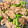 natt＊'s cooksnap of when they made 本格！豚コマ肉とニンニクの芽炒め.