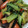 ☆ゅきんこ☆'s cooksnap of when they made たこと野菜のにんにく炒め♪.