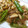 sonop's cooksnap of when they made 味付け簡単！ししとうと豚肉のしょうが炒め.