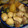 やぁここ's cooksnap of when they made 豚の角煮＆大根＆たまご.