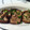 sakurask's cooksnap of when they made 焼きシイタケのぽん酢しょうゆかけ.