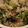 pankotan's cooksnap of when they made 簡単！菜の花だけ！ピリ辛菜の花炒めご飯.