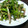 ひろあい＆ふう's cooksnap of when they made 茗荷と三つ葉のバルサミゴマ和え❀.