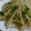 りり2012's cooksnap of when they made もやしとかいわれの中華和え.