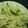 こやおか's cooksnap of when they made ☆大根の和風サラダ☆.