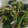 yuuumm1n's cooksnap of when they made ほうれん草ともやしの海苔和え.