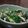 ｈｉｒａｈｉｒａ's cooksnap of when they made ささみ梅肉和え.