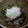 ak-ki's cooksnap of when they made ゴーヤと砂肝のみぞれ和え.