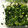 sakurask's cooksnap of when they made ネギの冷凍保存！.