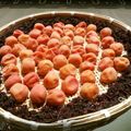 zuoking's cooksnap of when they made ＊梅干し・紅白２種類＊.