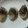 Rёi's cooksnap of when they made シロギスの糸造りの梅昆布和え.