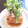 うさみももこ's cooksnap of when they made 表面パリパリ★焼き厚揚げの大根おろしのせ.