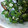 あすかｍａｍａ's cooksnap of when they made 【ルクエ】オクラとあさりの酒蒸し.