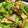 Rick_t's cooksnap of when they made ブロッコリーとしめじのオイスター炒め.