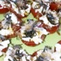 ピヨっぺ's cooksnap of when they made 簡単♪和風トマトの前菜.