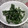starcup's cooksnap of when they made いんげんのゴマ和え.