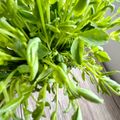 悠LOVE航's cooksnap of when they made 豆苗（とうみょう）の栽培♪ぷちレシピ付き.