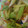 foxy0620's cooksnap of when they made セロリの中華風炒め.