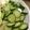 カジオヤジ's cooksnap of when they made きゅうりの塩ナムル.