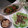 せなっコロ's cooksnap of when they made ☆家常茄子（茄子と挽肉のみそ炒め）☆.