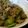 ｙｕuｋｏ's cooksnap of when they made 豚こまとオクラの炒め物.