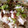 とれいら's cooksnap of when they made ♪まぐろフレークの生姜風味混ぜ寿司♪.