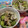 KIKISUKE's cooksnap of when they made 簡単! 大根 ミョウガ 大葉の浅漬け風.