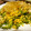 そふす's cooksnap of when they made ゴーヤと卵の味噌炒め.
