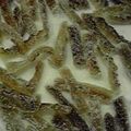 リインＦⅡ's cooksnap of when they made にがうり（ゴーヤ）の砂糖漬け.