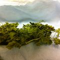 もみじとさる's cooksnap of when they made 超エコな作り方①乾燥香菜・コリアンダー.