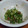ももくりーず's cooksnap of when they made オクラと梅のかつおぶし和え.