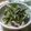 uneune's cooksnap of when they made ＊水菜とブタ肉のみそ煮＊.