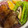 クック8QOOH4☆'s cooksnap of when they made アスパラガスの焼きびたし　あと一品　弁当.