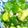 chou*'s cooksnap of when they made パクチー好きにはたまらない！香菜キュウリ.