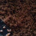 トモママカナママ's cooksnap of when they made 豚そぼろの二色丼.