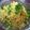 ほ～ちゃん♪'s cooksnap of when they made ☆錦糸卵入り！そうめん～☆.
