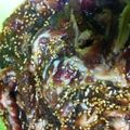 たかみいけん's cooksnap of when they made 秘伝の漬けダレで！焼肉屋の特製カルビ丼.