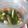 shouko's cooksnap of when they made ♪簡単♪ピクルス.