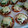 ★ナオミ★'s cooksnap of when they made ギョーザの皮で簡単サクサクピザ.