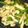 don_doko's cooksnap of when they made 簡単！鶏とにんにくの芽のさっと炒め蒸し.