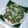 momocyuki's cooksnap of when they made 刺身リメイク*カツオ茶漬け.