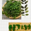horseland's cooksnap of when they made 永久保存版「木の芽・山椒の新芽」冷凍保存.