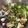 くぽたゆり's cooksnap of when they made ササミとなめこと夏野菜の和え物.