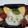 hirotofumi's cooksnap of when they made キャラ弁☆うちのタマ知りませんか.