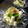 たなか家's cooksnap of when they made おくらと山芋のわさポン和え*ﾟ.