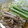 めかにか's cooksnap of when they made 簡単我が家のそうめんつゆ1(醤油).