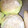 とれいら's cooksnap of when they made 我が家の定番　ふわっふわのパン生地.