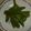 プッチケリー's cooksnap of when they made ❀便利　ししとうの種の取り方＾＾.