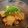 seacretpiano's cooksnap of when they made 冬瓜と豚肉のあんかけ.