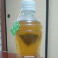 天地心's cooksnap of when they made 水出し紅茶/水出し緑茶.
